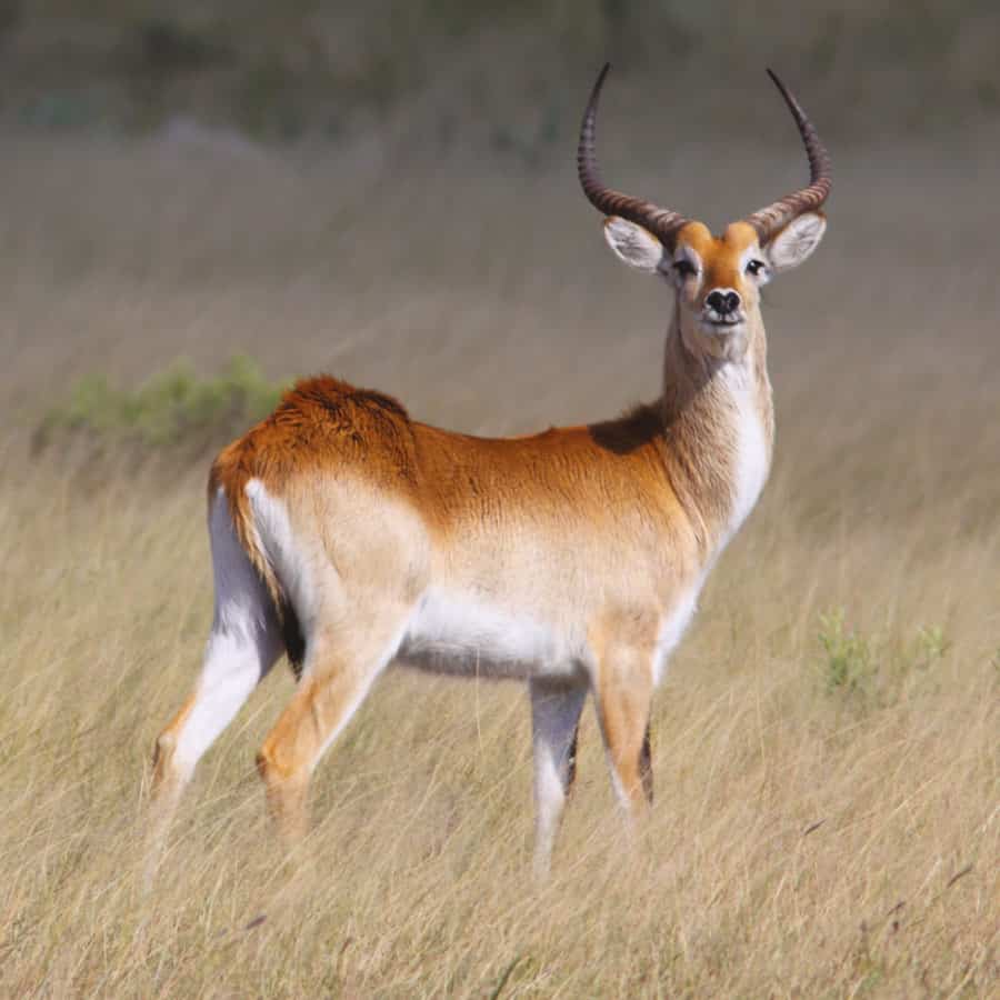 Babi-Babi Jagdsafari Namibia Letschwe-Antilope - DE