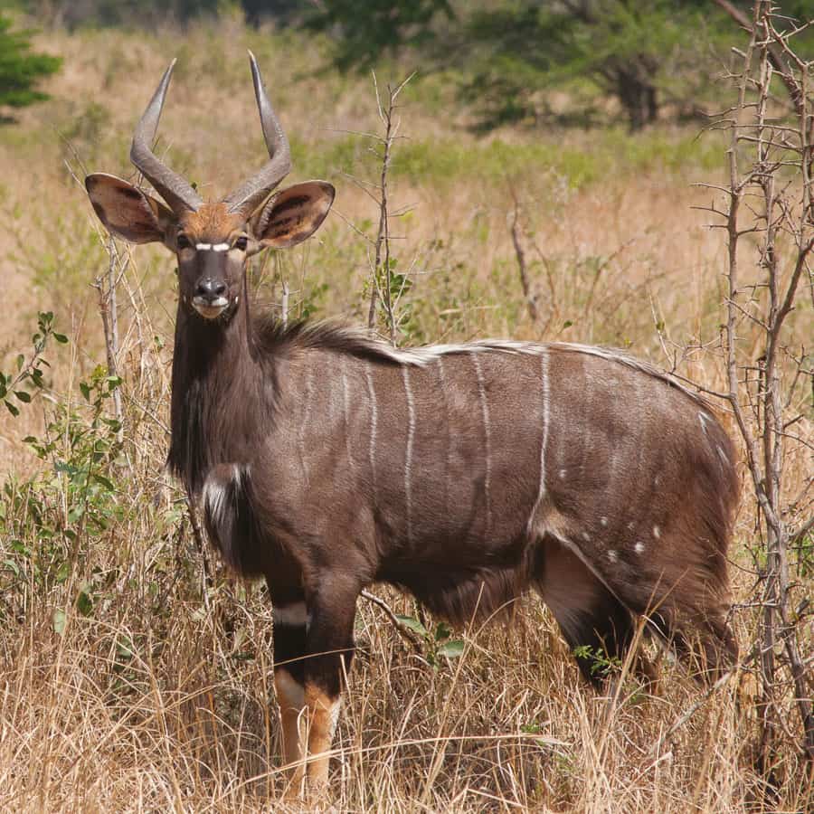 Babi-Babi Jagdsafari Namibia Nyala - DE