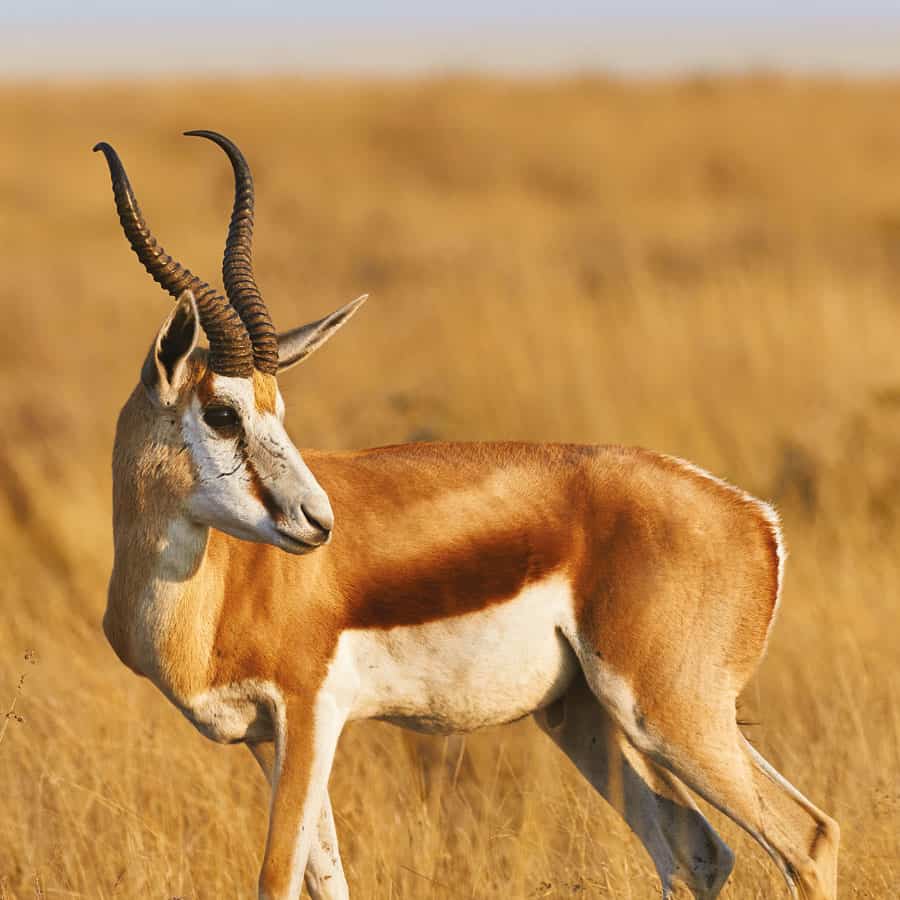 Babi-Babi safari-chasse Namibie Springbok commun - FR