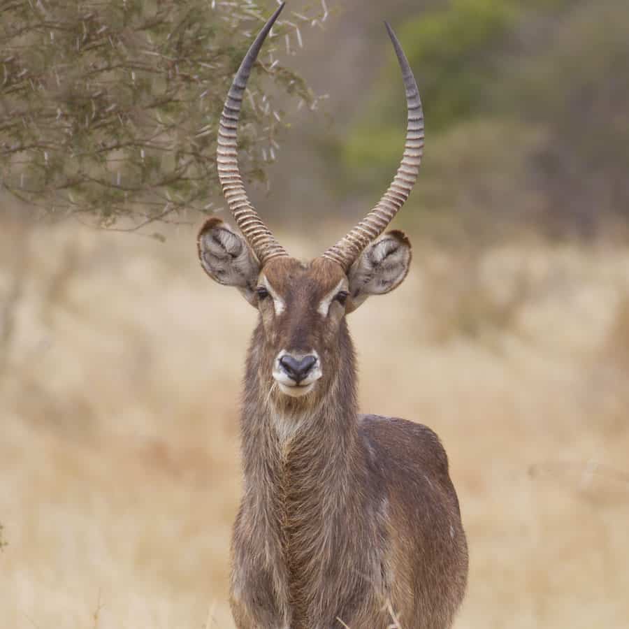 Babi-Babi Jagdsafari Namibia Wasserbock - DE