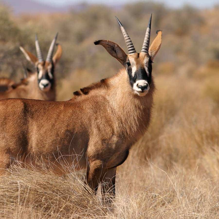 Babi-Babi Jagdsafari Namibia Pferdeantilope - DE