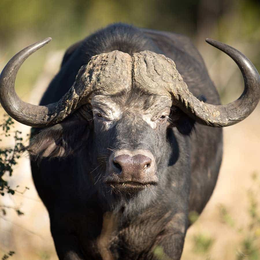 Babi-Babi Jagdsafari Namibia Büffel - DE