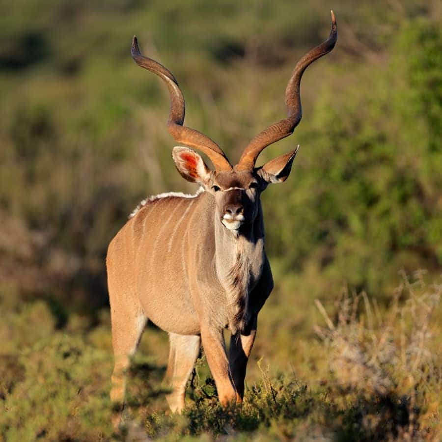 Babi-Babi Jagdsafari Namibia Große Kudu - DE