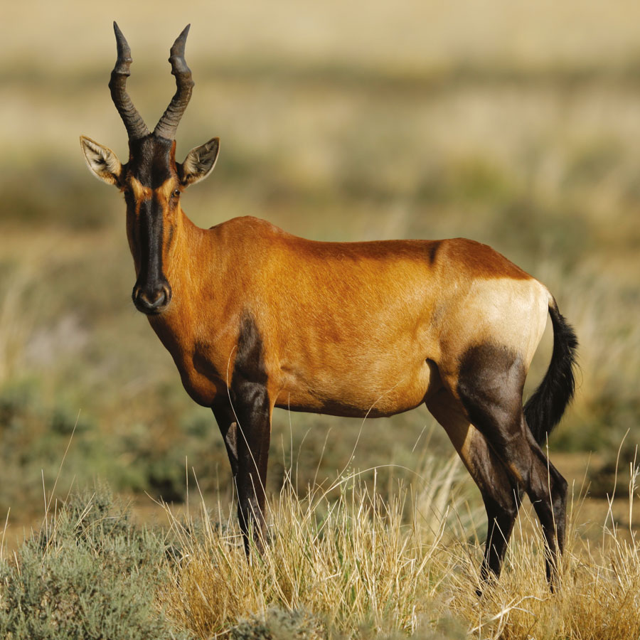 Babi-Babi safari-chasse Namibie Bubale rouge - FR