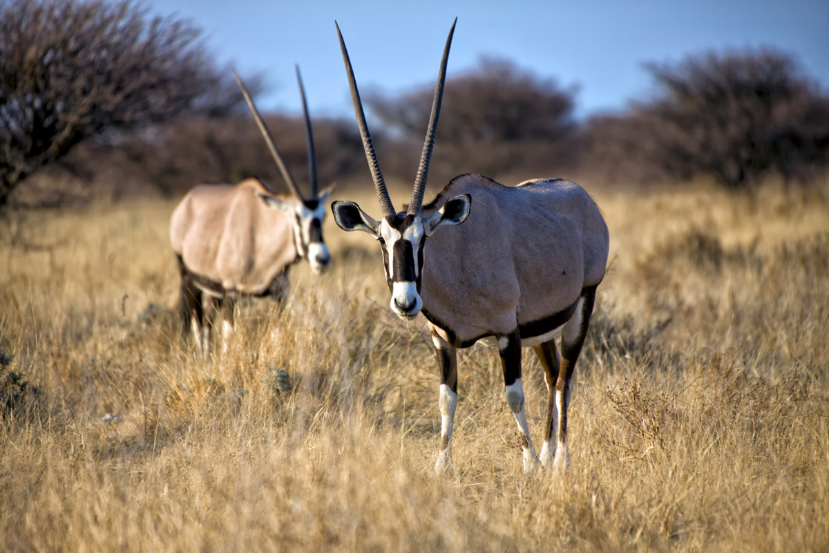 Babi-Babi safari-chasse Namibie 2 Oryxantilope - FR