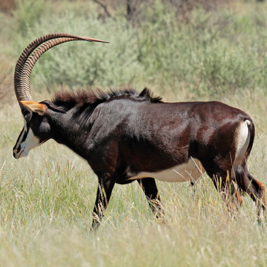 Babi-Babi safari-chasse Namibie Antilope sable - FR