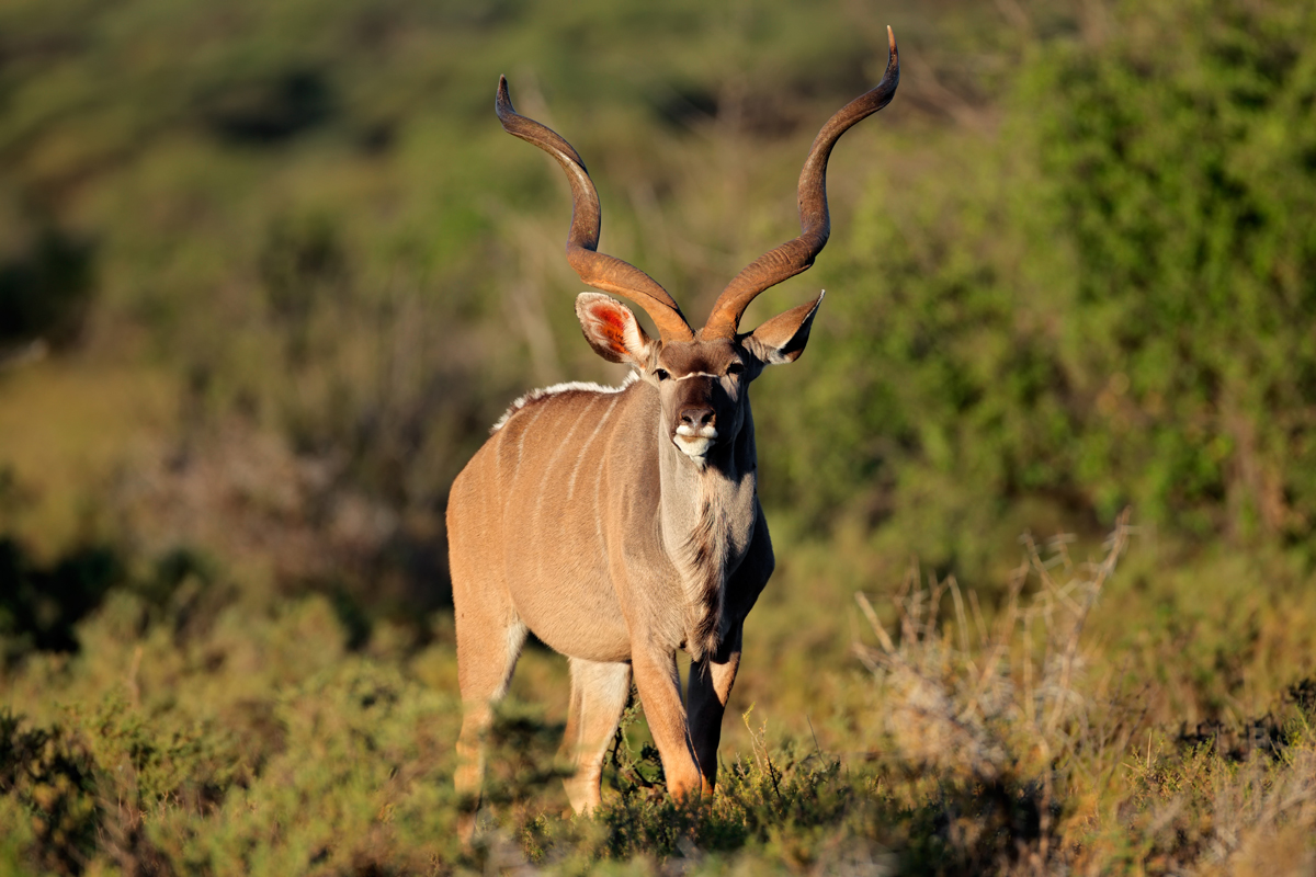 Babi-Babi hunting safari Namibia The majestic Greater kudu - EN