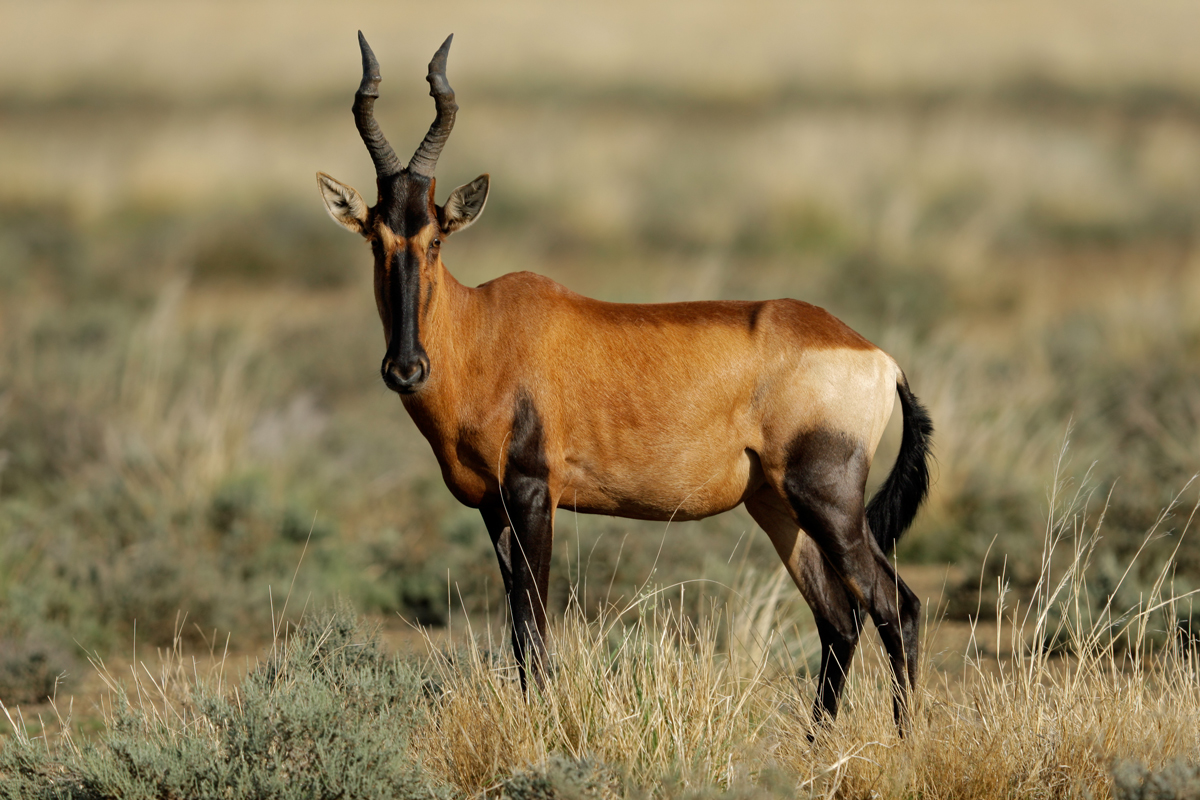 Babi-Babi-photo-bubale-rouge-red-hartebeest-roter-FR