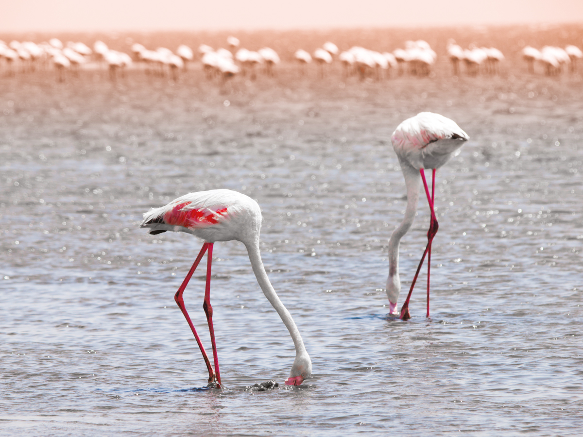 Babi-Babi hunting safari Namibia Flamingo - EN