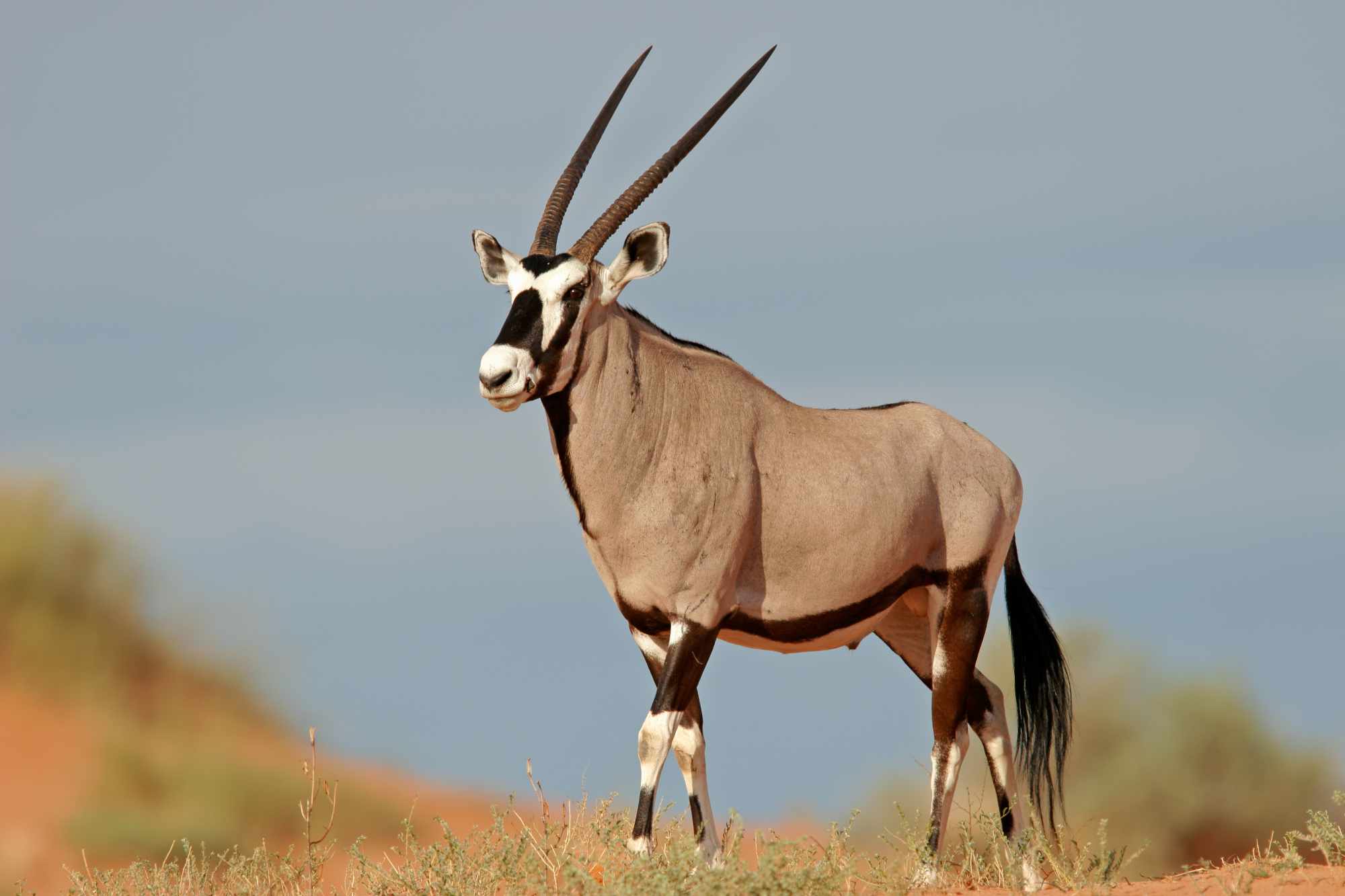 Oryx-Babi-Babi-safari-namibia
