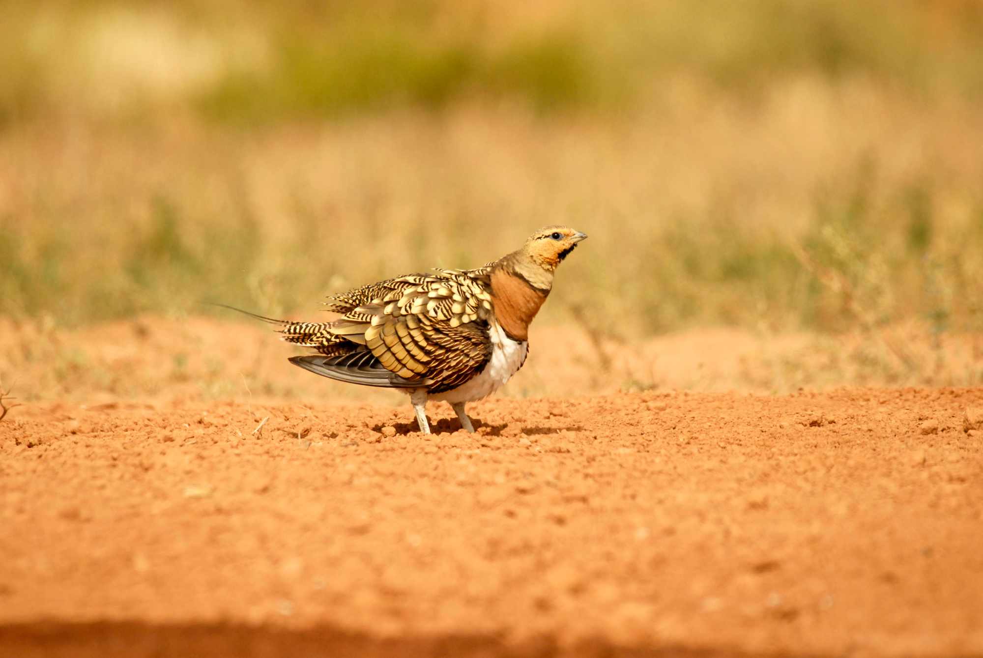 ganga-Babi-Babi-safari-namibia