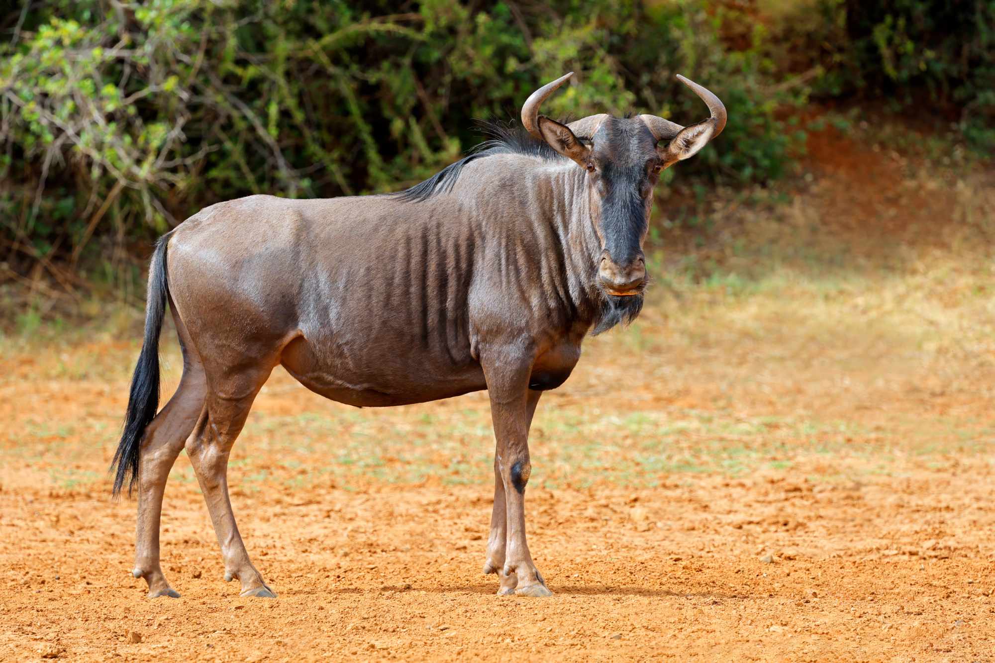 gnou-bleu-Babi-Babi-safari-namibia