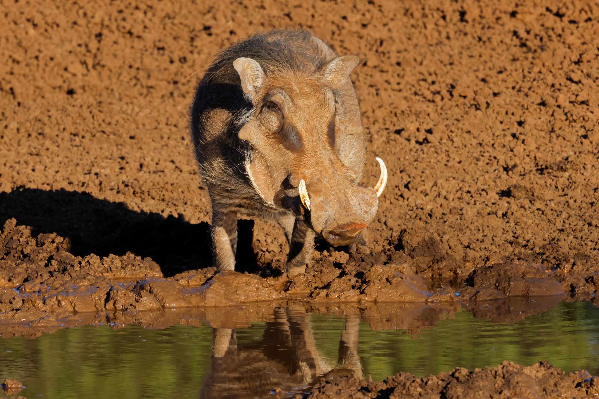 phacochere-Babi-Babi-safari-namibia